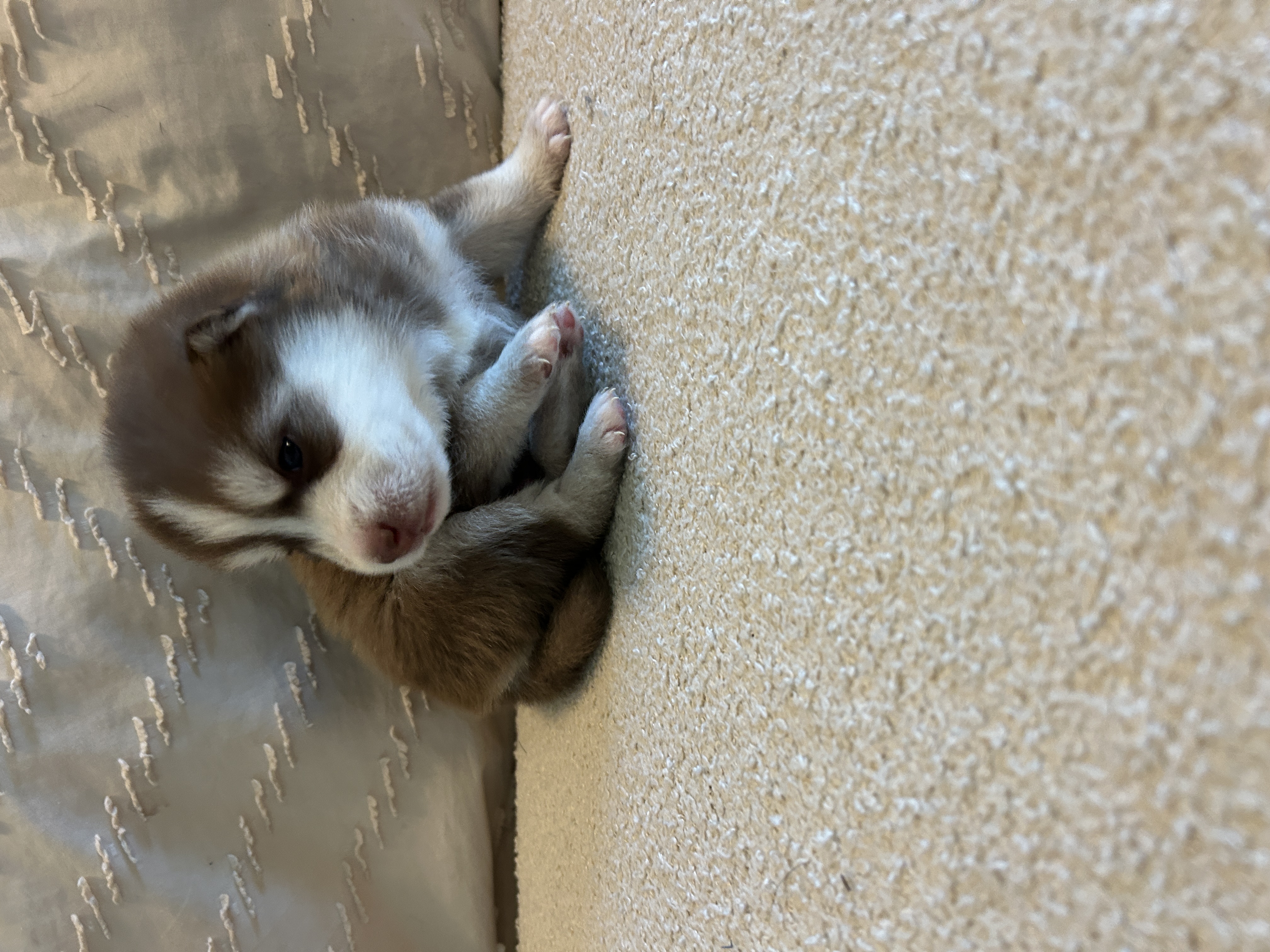 Pax's fluffy double coat developing beautifully