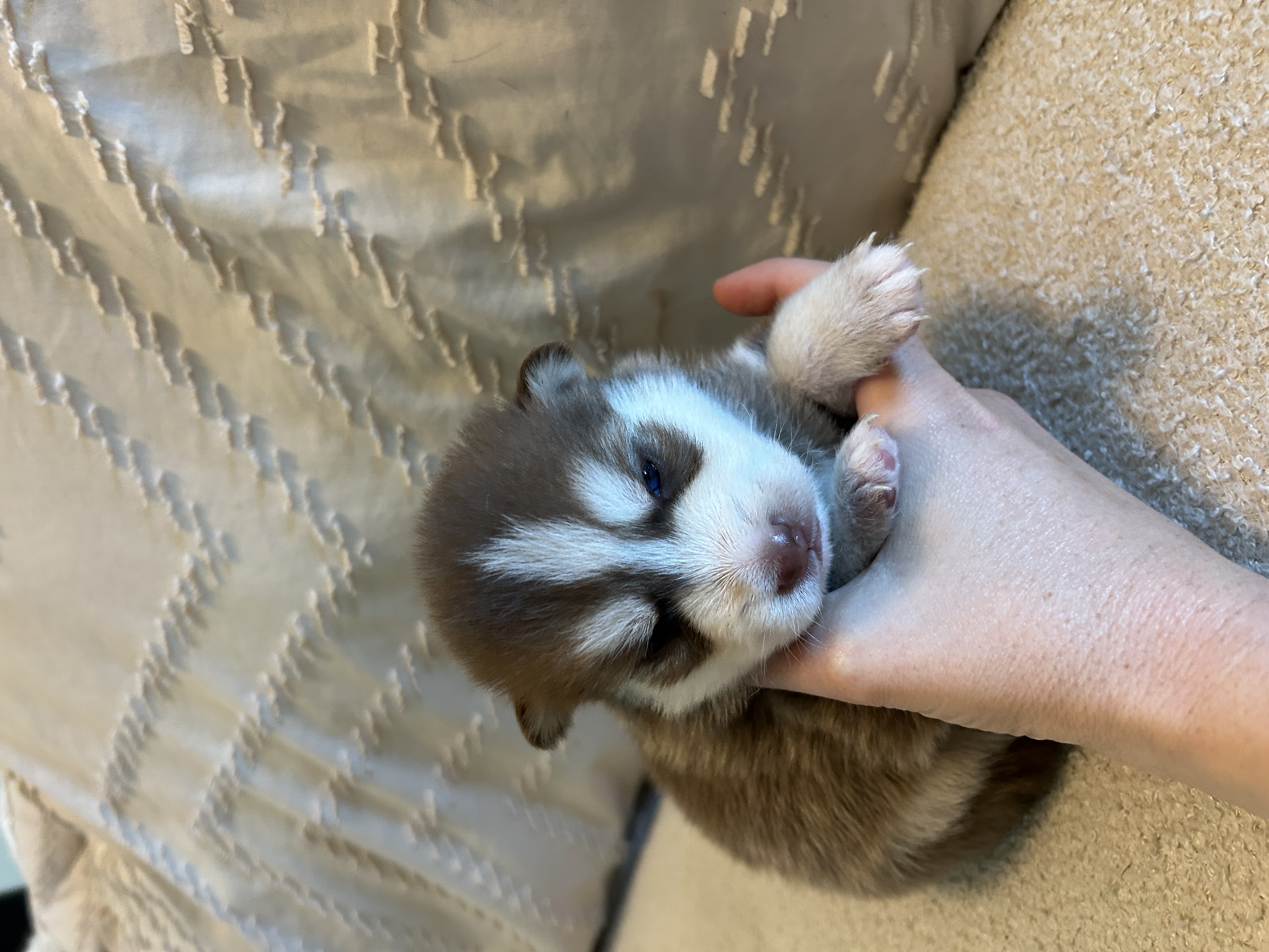 Pax relaxing after playtime with siblings
