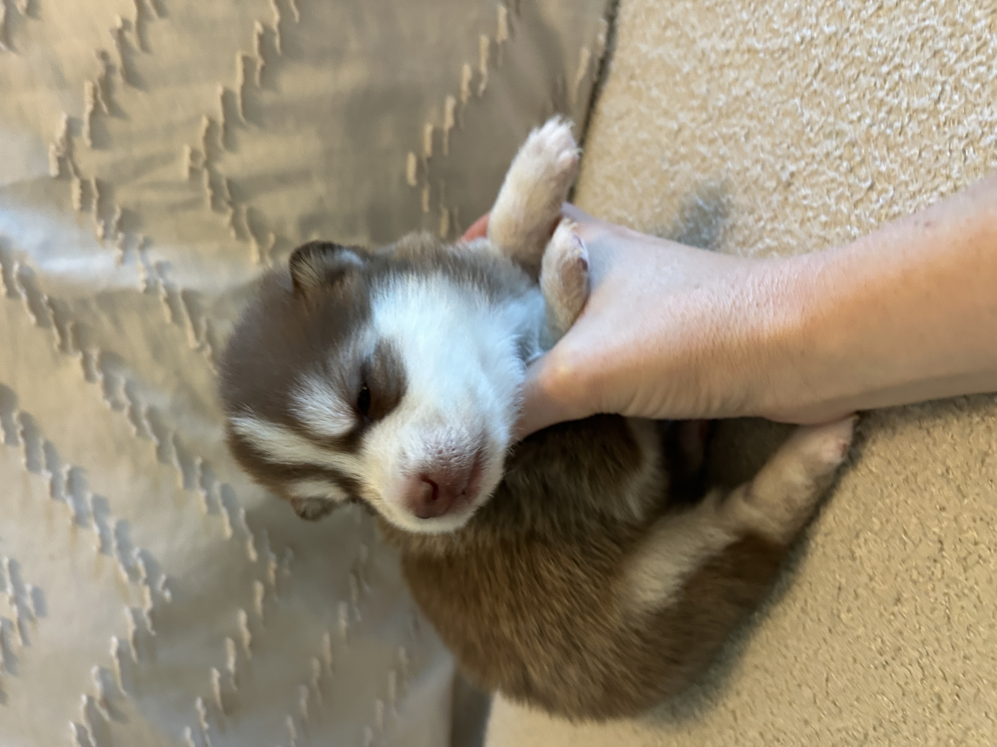 Pax closeup showing his calm, curious expression