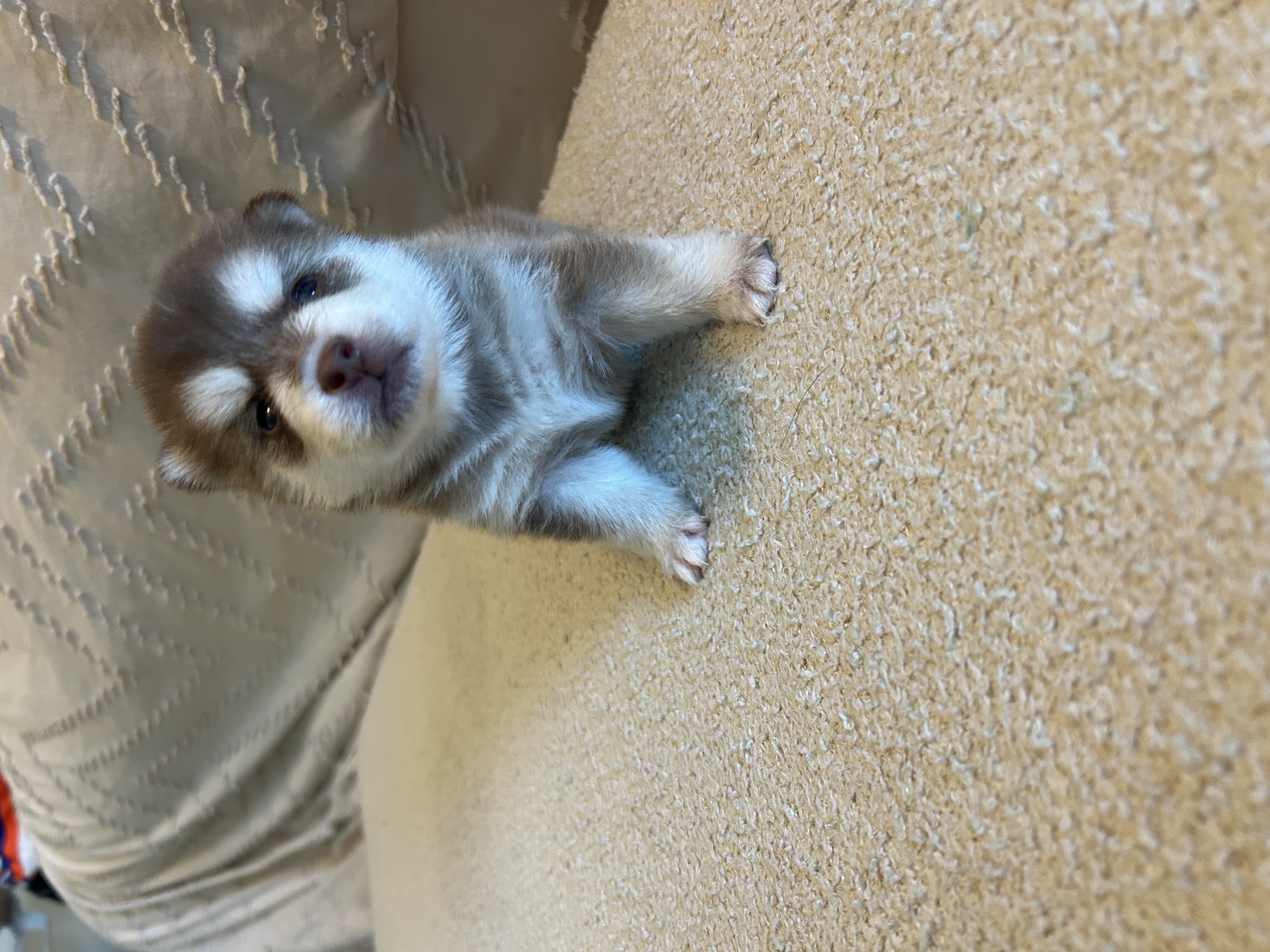 Poppy at 2 weeks old, early coat visible