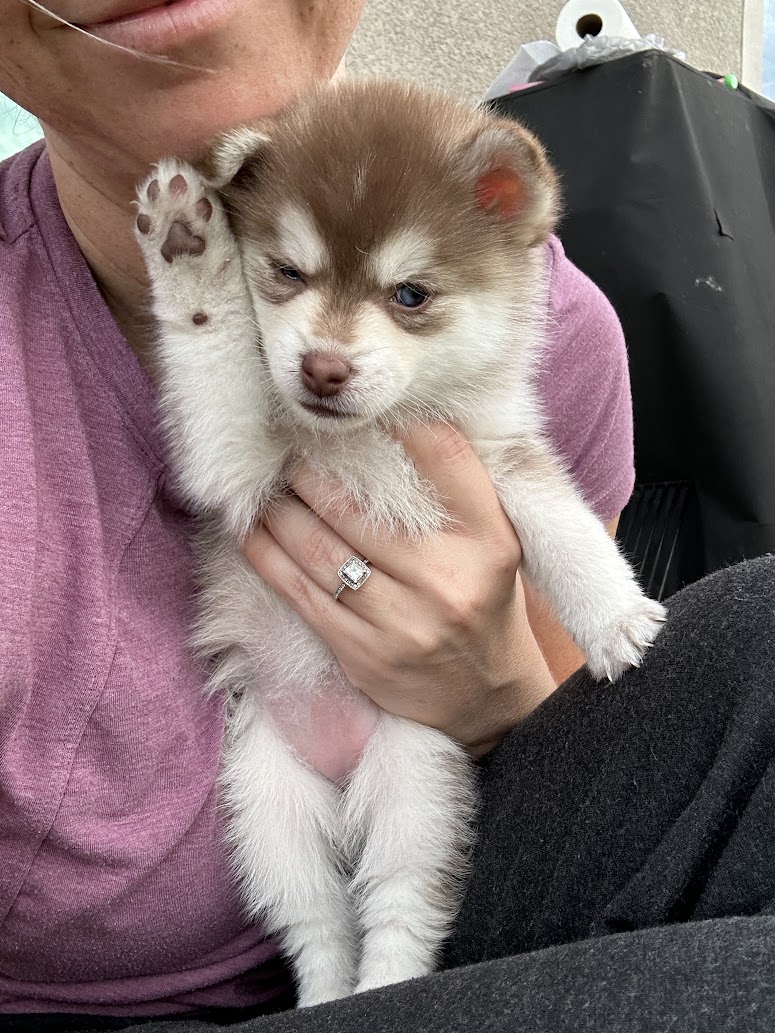 Poppy the Pomsky puppy, new photo