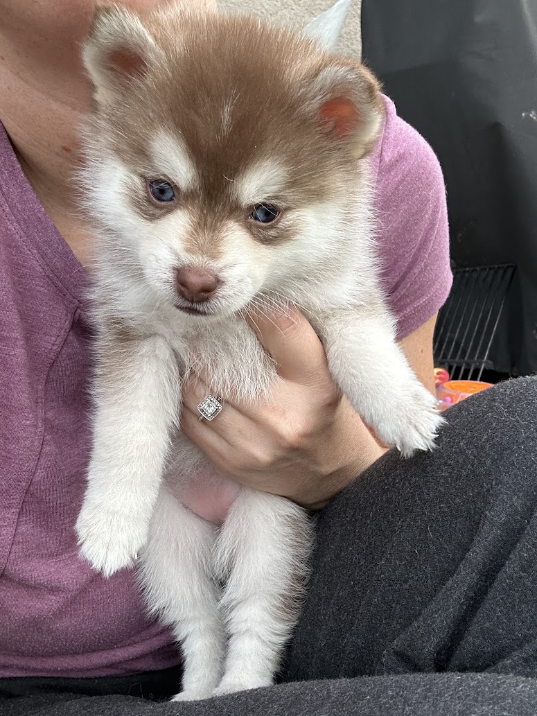 Poppy — female F4 Pomsky puppy