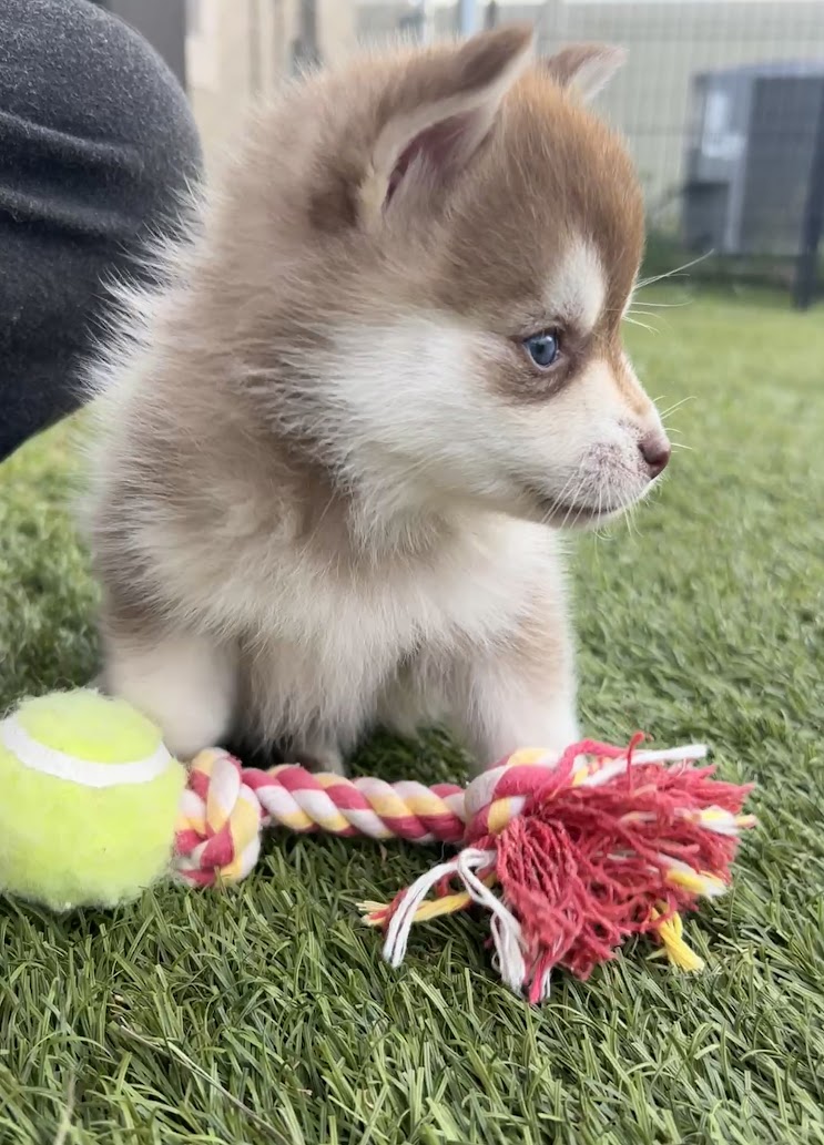 Poppy the Pomsky puppy, new photo