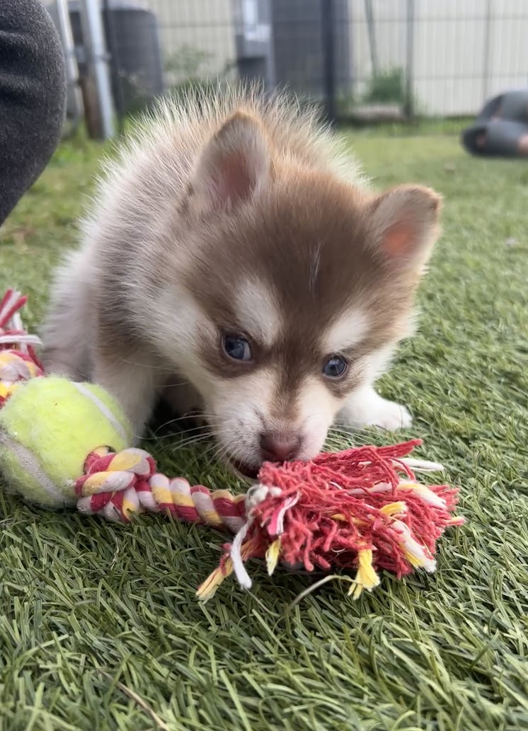 Poppy the Pomsky puppy, new photo