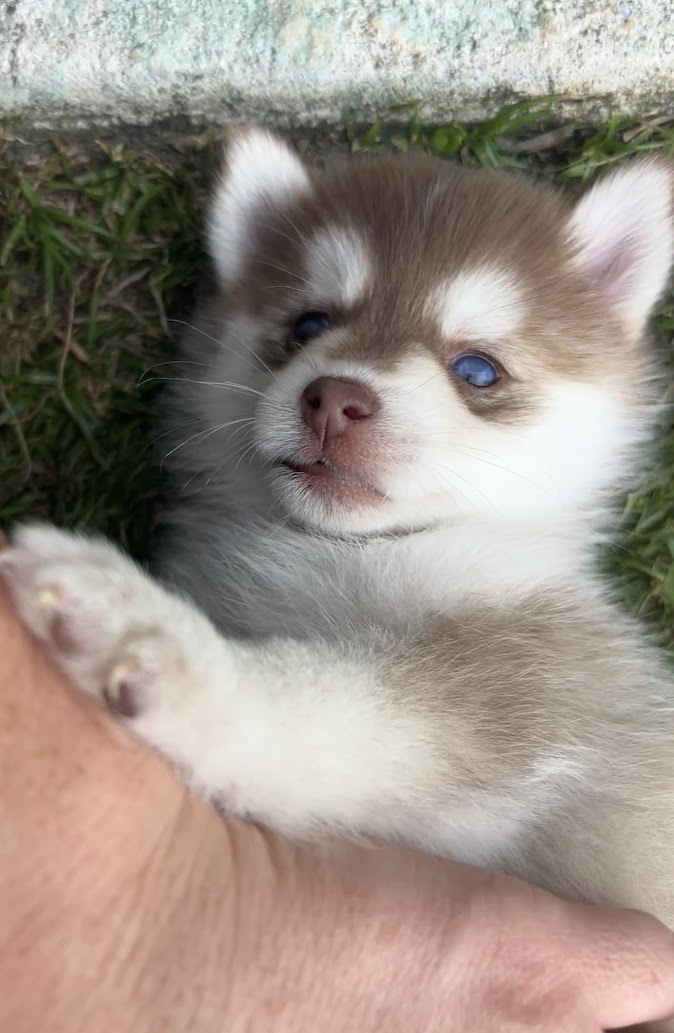 Poppy the Pomsky puppy, new photo