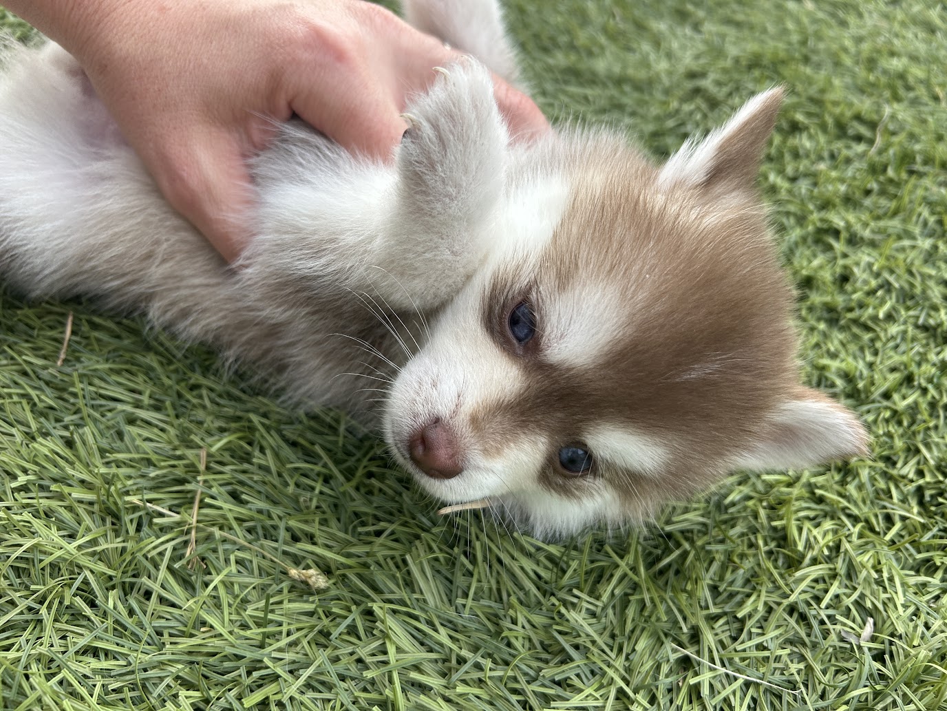 Poppy the Pomsky puppy, new photo