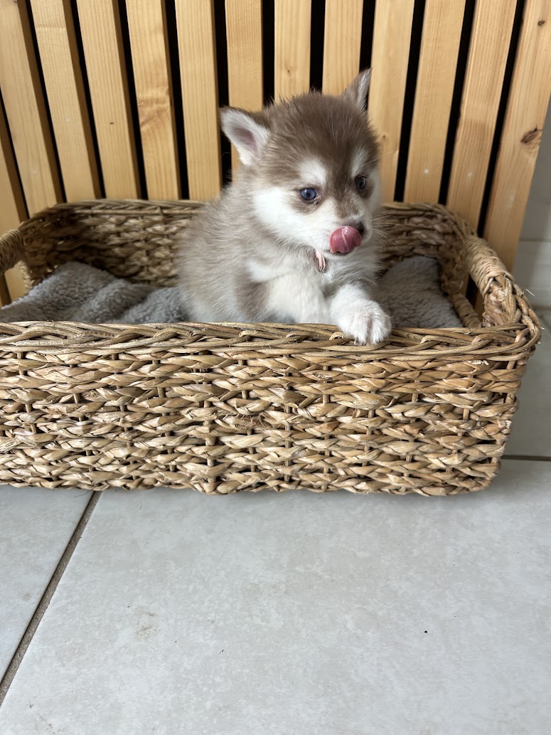 Poppy the Pomsky puppy, new photo