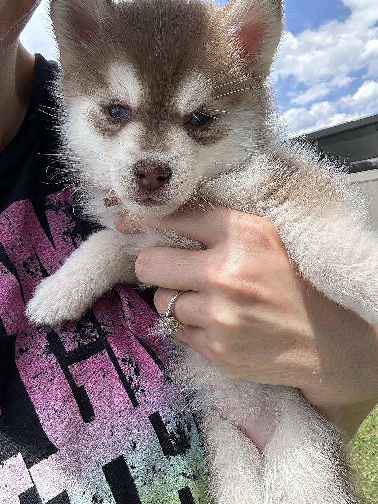 Poppy the Pomsky puppy, new photo