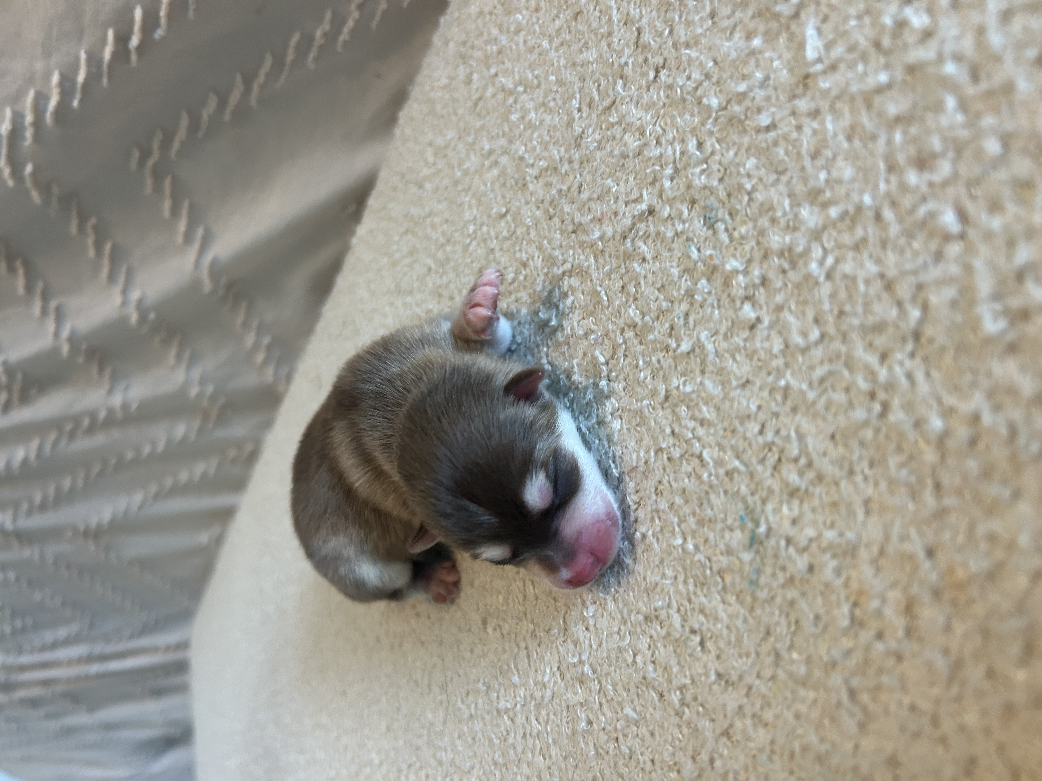 Poppy the Pomsky puppy sitting up and looking at the camera