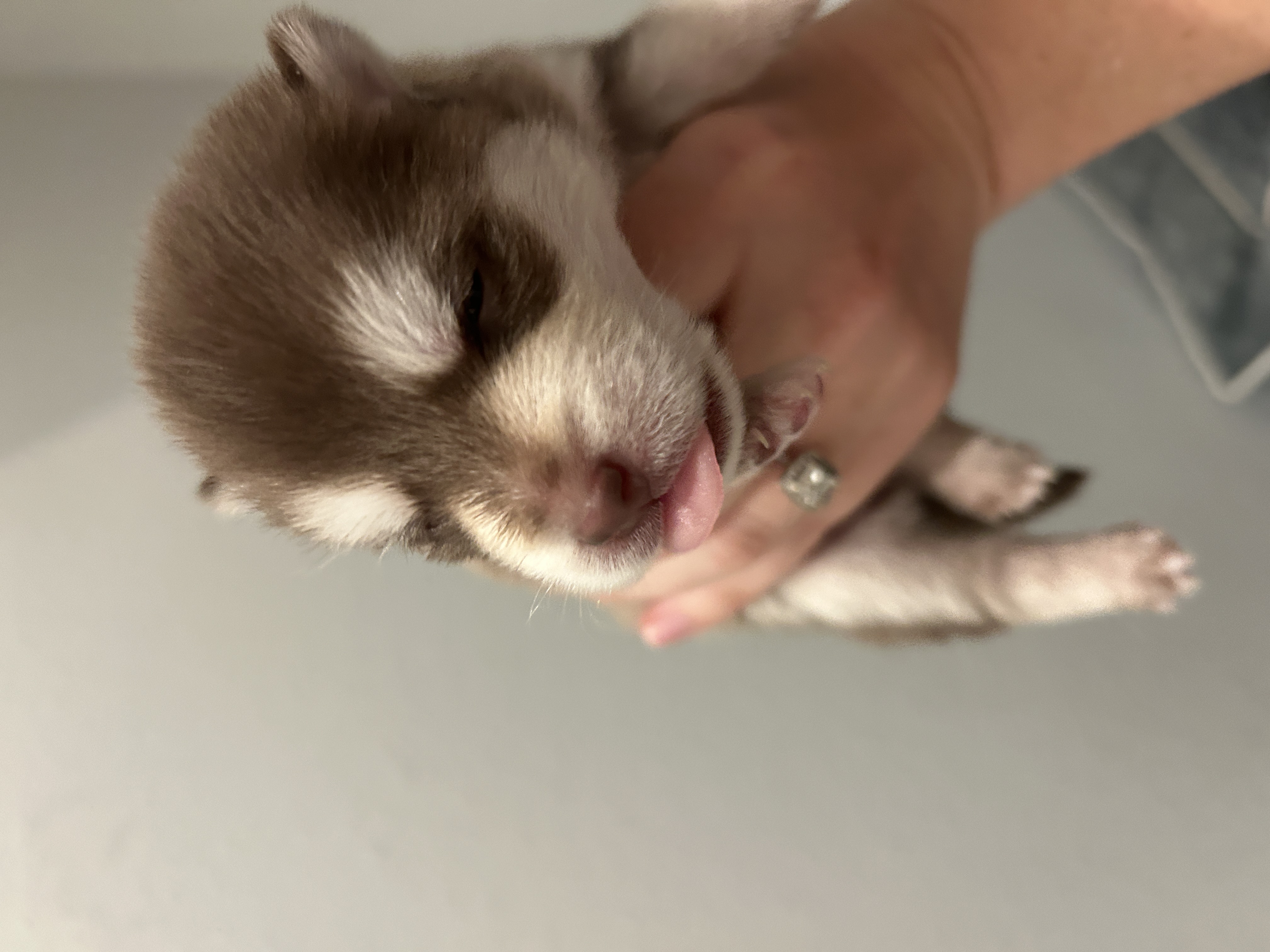 Poppy's red coat and husky markings developing at 4 weeks