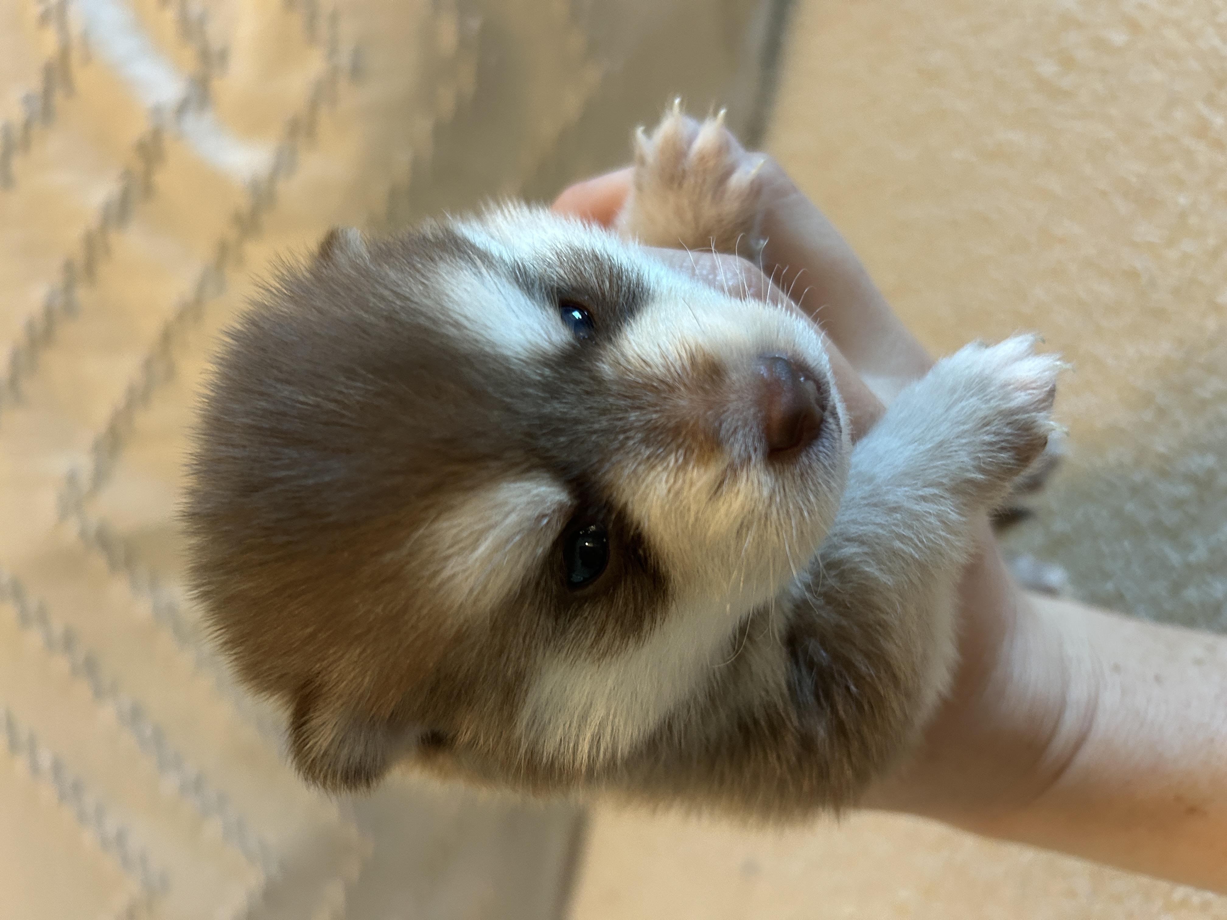 Poppy being held, showing her compact size