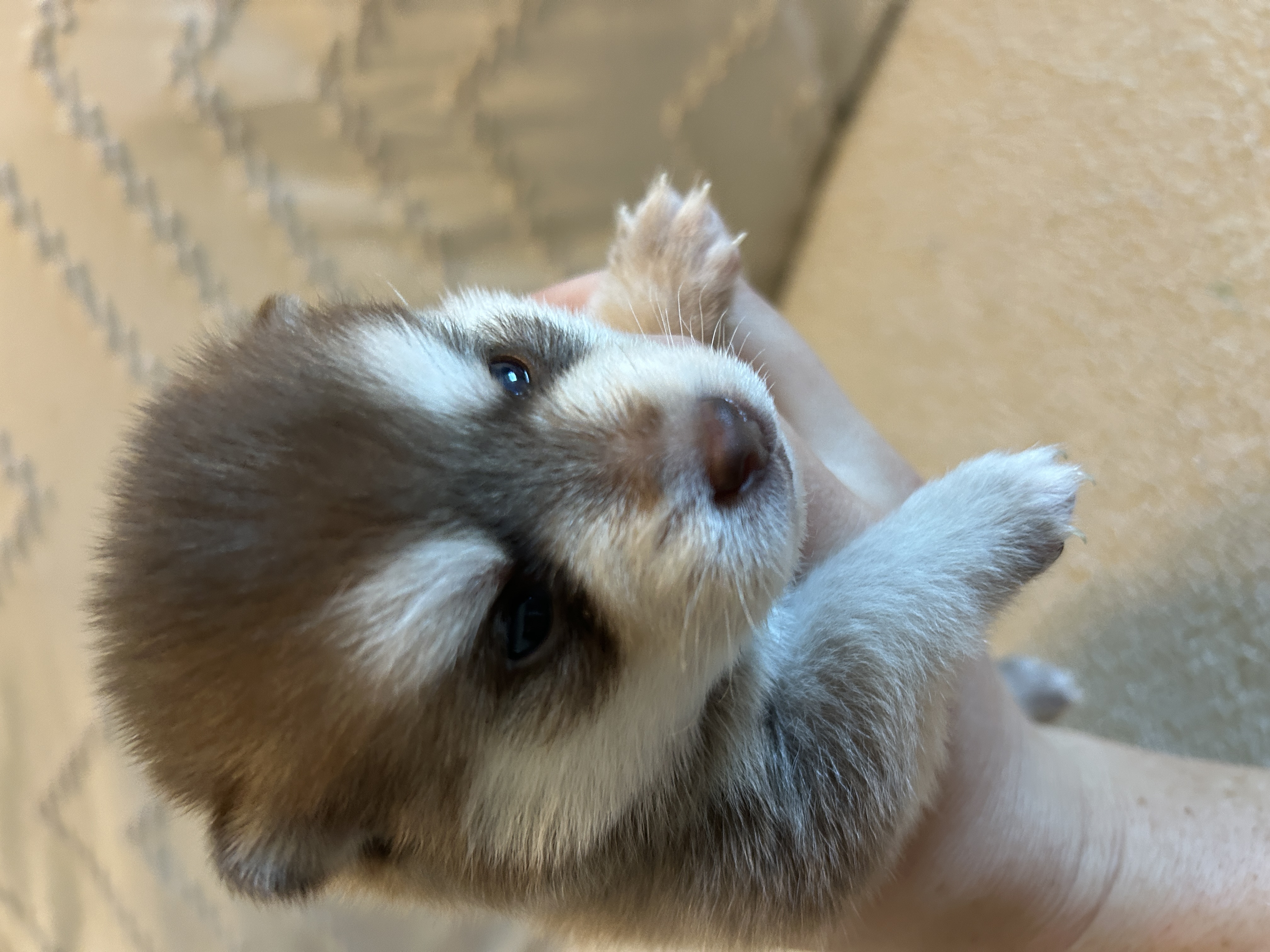 Poppy portrait showing her expressive eyes