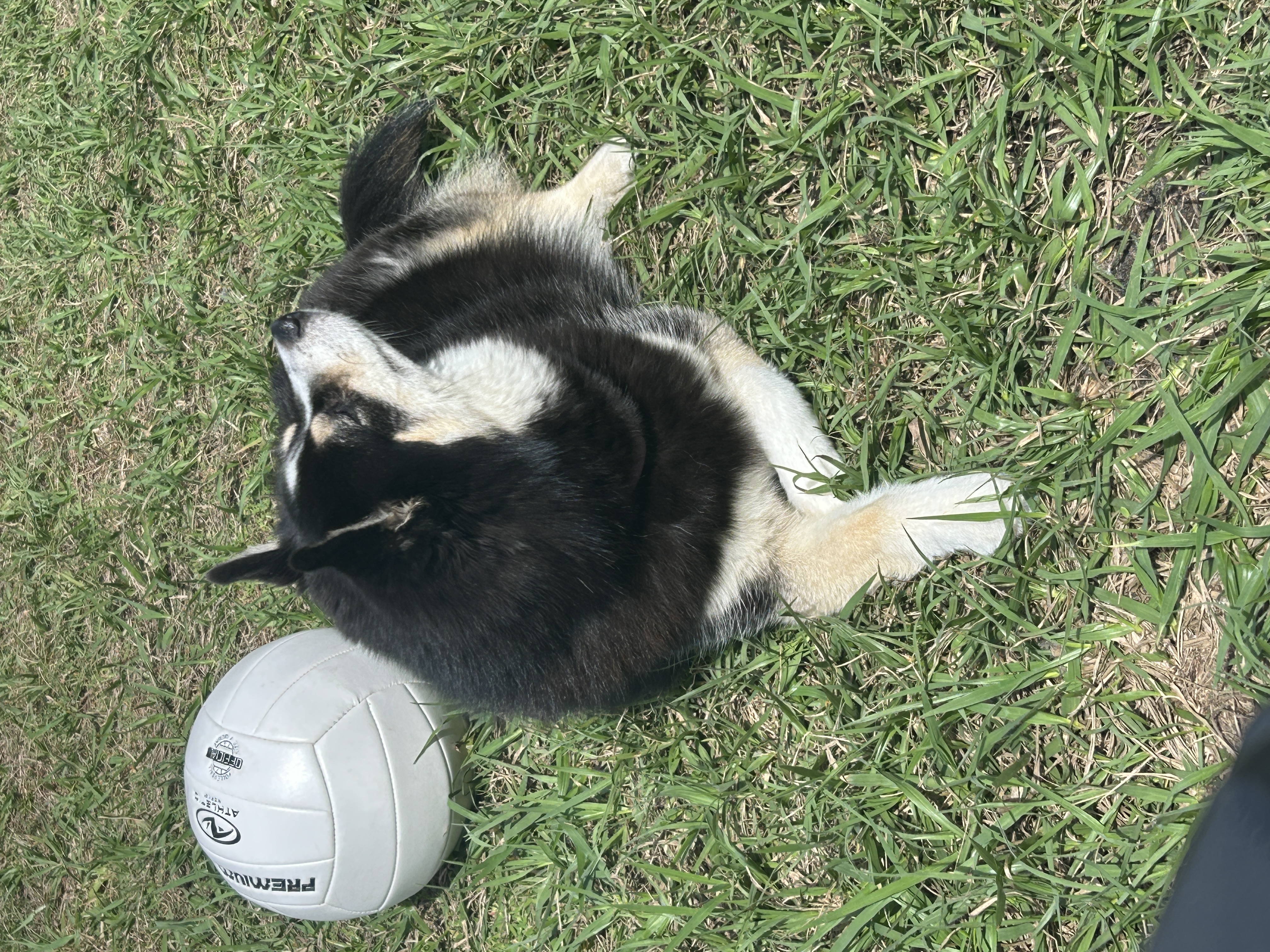 F4 Pomsky puppy showing the classic miniature husky appearance with a thick double coat and striking markings