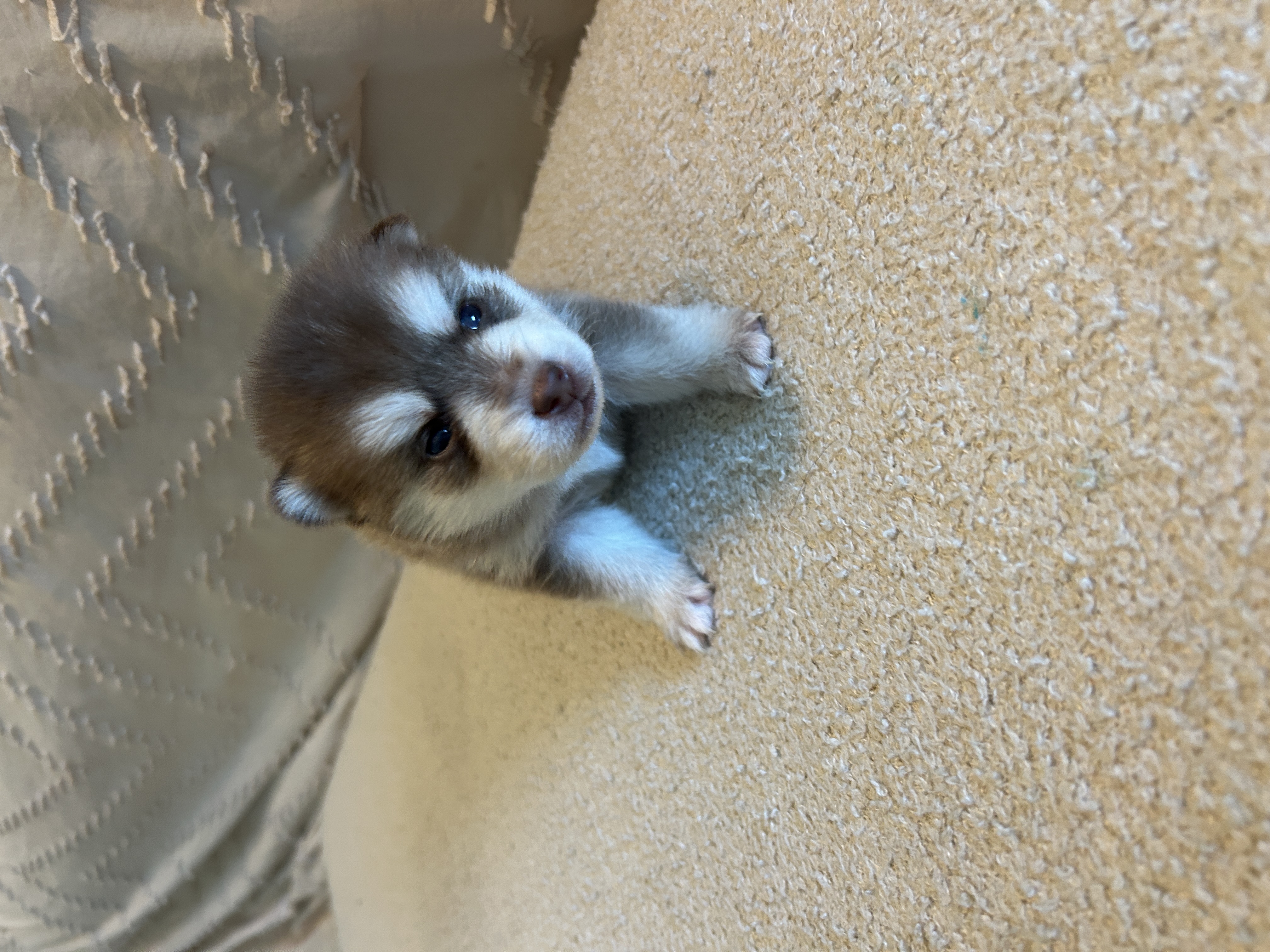 Pretty Poppy closeup showing her elegant facial markings