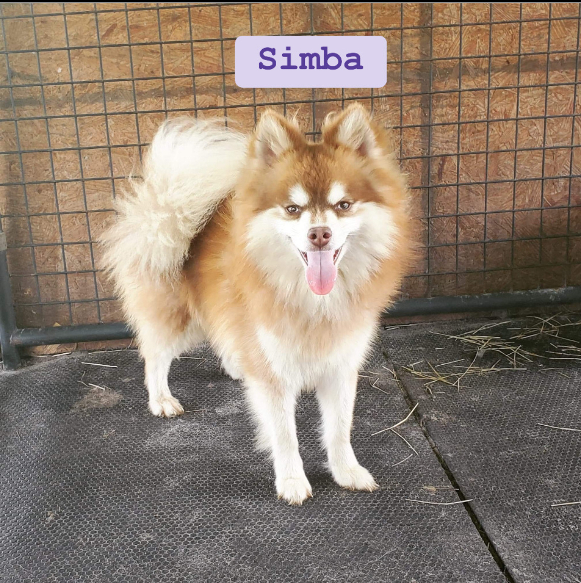 Simba