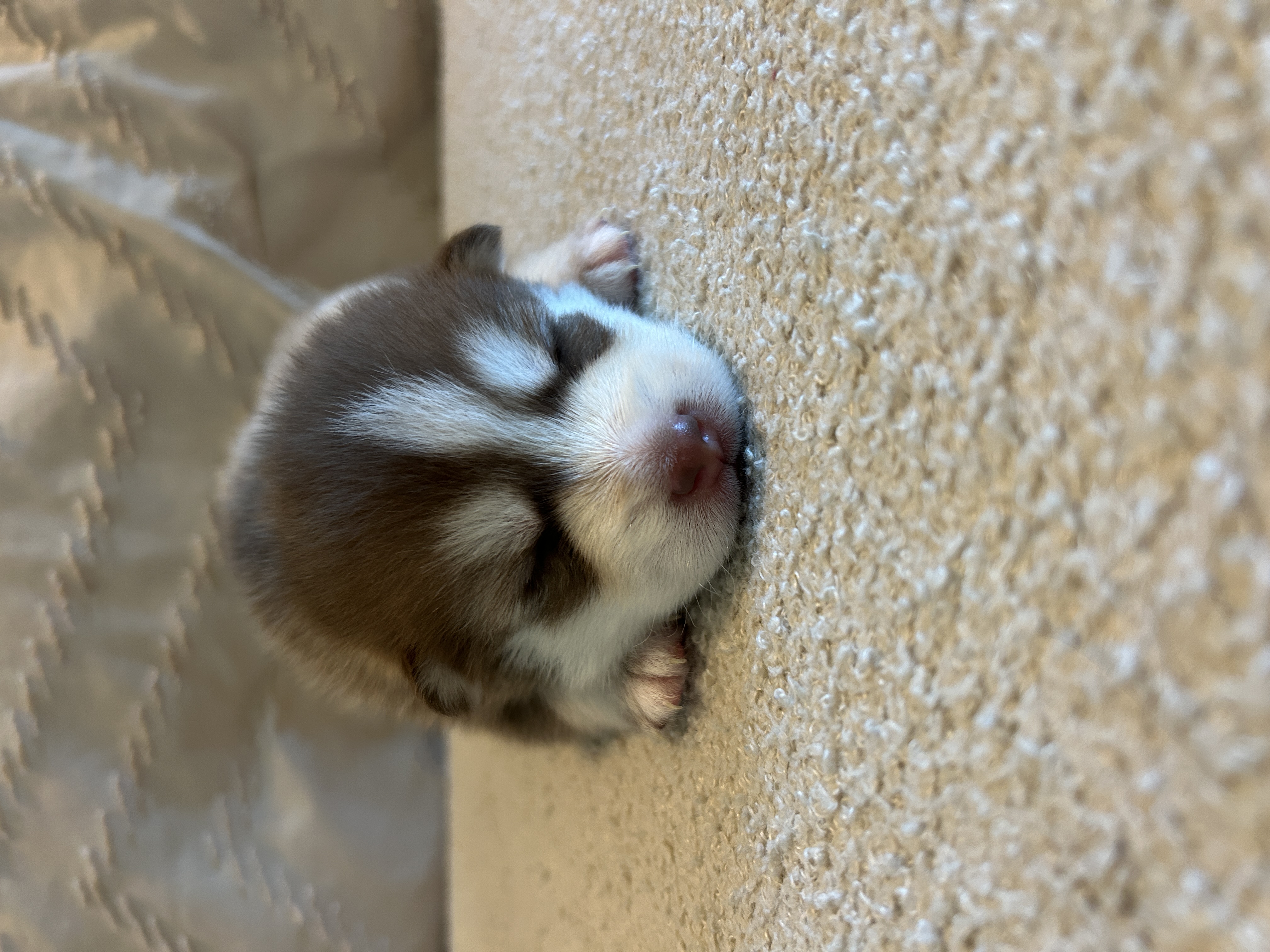 Sleepy Pax napping after a big day of being adorable