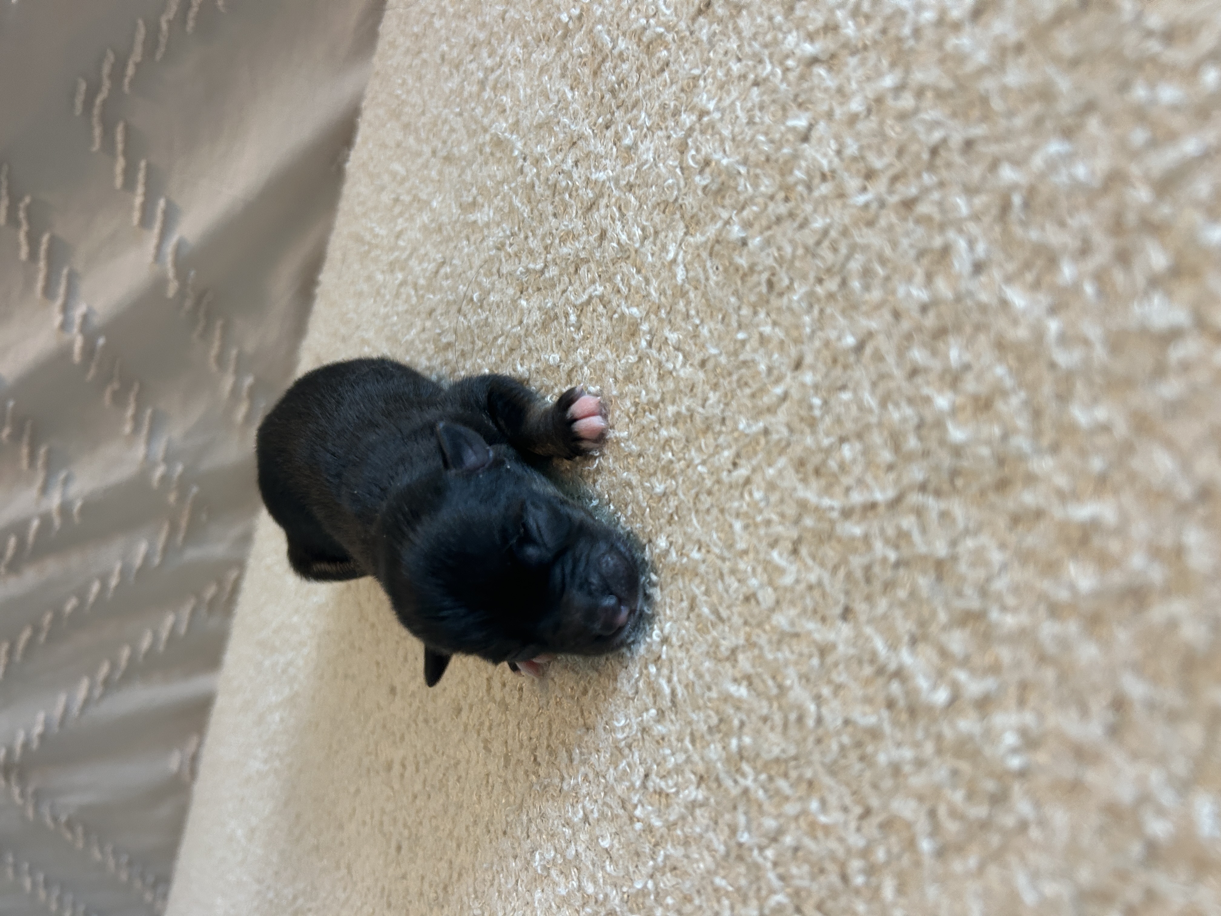 Oreo, a male F4 Pomsky with a black coat and white tuxedo marking